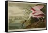 Roseate Spoonbill (Platalea Ajaja)-Henry Thomas Alken-Framed Stretched Canvas