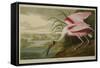 Roseate Spoonbill (Platalea Ajaja)-Henry Thomas Alken-Framed Stretched Canvas