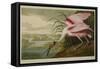 Roseate Spoonbill (Platalea Ajaja)-Henry Thomas Alken-Framed Stretched Canvas