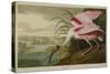 Roseate Spoonbill (Platalea Ajaja)-Henry Thomas Alken-Stretched Canvas