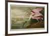 Roseate Spoonbill (Platalea Ajaja)-Henry Thomas Alken-Framed Giclee Print