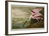 Roseate Spoonbill (Platalea Ajaja)-Henry Thomas Alken-Framed Giclee Print