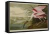 Roseate Spoonbill (Platalea Ajaja)-Henry Thomas Alken-Framed Stretched Canvas