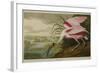 Roseate Spoonbill (Platalea Ajaja)-Henry Thomas Alken-Framed Giclee Print