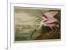 Roseate Spoonbill (Platalea Ajaja)-Henry Thomas Alken-Framed Giclee Print