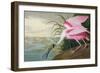 Roseate Spoonbill, Platalea Leucorodia, from 'The Birds of America', 1836-John James Audubon-Framed Giclee Print