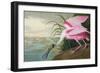 Roseate Spoonbill, Platalea Leucorodia, from 'The Birds of America', 1836-John James Audubon-Framed Giclee Print