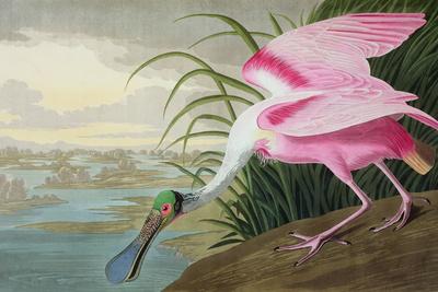 https://imgc.allpostersimages.com/img/posters/roseate-spoonbill-platalea-leucorodia-from-the-birds-of-america-1836_u-L-Q1GA2UO0.jpg?artPerspective=n