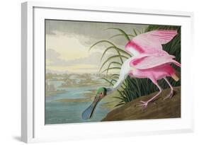 Roseate Spoonbill, Platalea Leucorodia, from 'The Birds of America', 1836-John James Audubon-Framed Giclee Print