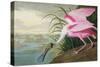 Roseate Spoonbill, Platalea Leucorodia, from 'The Birds of America', 1836-John James Audubon-Stretched Canvas