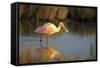 Roseate Spoonbill, South Padre Island, Texas-Richard and Susan Day-Framed Stretched Canvas