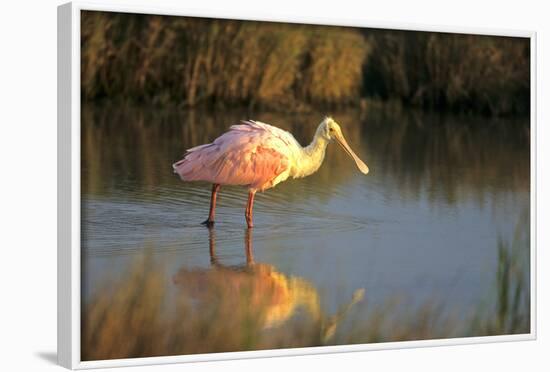 Roseate Spoonbill, South Padre Island, Texas-Richard and Susan Day-Framed Photographic Print