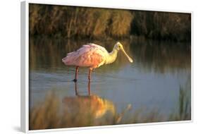 Roseate Spoonbill, South Padre Island, Texas-Richard and Susan Day-Framed Photographic Print