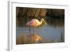 Roseate Spoonbill, South Padre Island, Texas-Richard and Susan Day-Framed Photographic Print