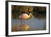 Roseate Spoonbill, South Padre Island, Texas-Richard and Susan Day-Framed Photographic Print