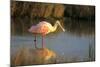 Roseate Spoonbill, South Padre Island, Texas-Richard and Susan Day-Mounted Photographic Print