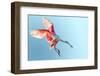 Roseate Spoonbill with Wings Flared and Preparing to Land in Florida Everglades, Shown at Low Angle-FloridaStock-Framed Photographic Print