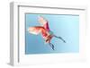 Roseate Spoonbill with Wings Flared and Preparing to Land in Florida Everglades, Shown at Low Angle-FloridaStock-Framed Photographic Print