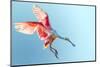 Roseate Spoonbill with Wings Flared and Preparing to Land in Florida Everglades, Shown at Low Angle-FloridaStock-Mounted Photographic Print