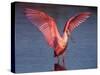 Roseate Spoonbill with Wings Spread-Charles Sleicher-Stretched Canvas