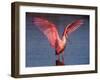 Roseate Spoonbill with Wings Spread-Charles Sleicher-Framed Photographic Print