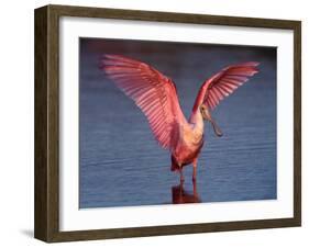 Roseate Spoonbill with Wings Spread-Charles Sleicher-Framed Photographic Print