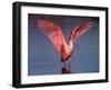 Roseate Spoonbill with Wings Spread-Charles Sleicher-Framed Photographic Print