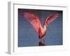 Roseate Spoonbill with Wings Spread-Charles Sleicher-Framed Photographic Print