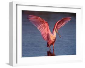 Roseate Spoonbill with Wings Spread-Charles Sleicher-Framed Photographic Print