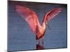 Roseate Spoonbill with Wings Spread-Charles Sleicher-Mounted Photographic Print