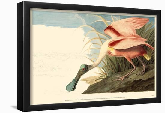 Roseate Spoonbill-null-Framed Poster