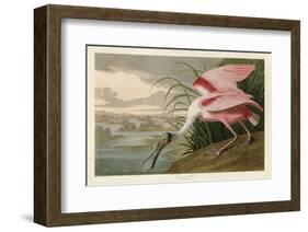 Roseate Spoonbill-John James Audubon-Framed Art Print