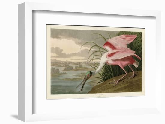 Roseate Spoonbill-John James Audubon-Framed Art Print