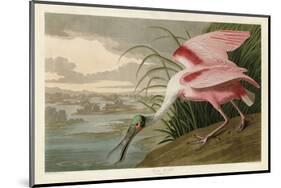 Roseate Spoonbill-John James Audubon-Mounted Art Print