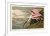 Roseate Spoonbill-John James Audubon-Framed Art Print