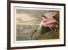 Roseate Spoonbill-John James Audubon-Framed Art Print