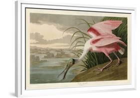 Roseate Spoonbill-John James Audubon-Framed Giclee Print