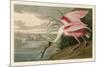 Roseate Spoonbill-John James Audubon-Mounted Giclee Print