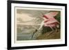 Roseate Spoonbill-John James Audubon-Framed Giclee Print