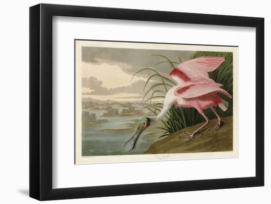 Roseate Spoonbill-John James Audubon-Framed Giclee Print