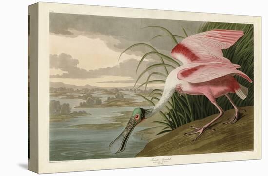 Roseate Spoonbill-John James Audubon-Stretched Canvas