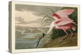 Roseate Spoonbill-John James Audubon-Stretched Canvas