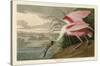 Roseate Spoonbill-John James Audubon-Stretched Canvas