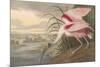 Roseate Spoonbill-James Audubon-Mounted Giclee Print