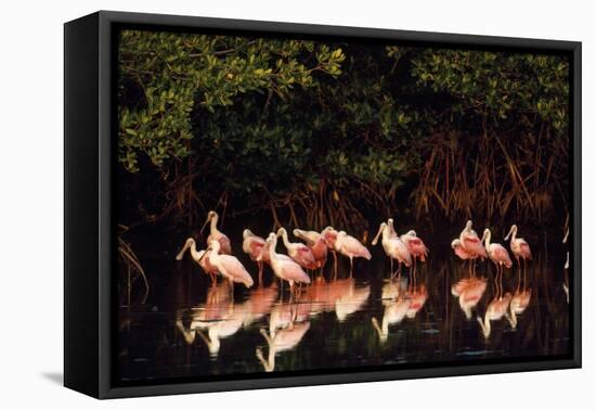 Roseate Spoonbill-null-Framed Stretched Canvas