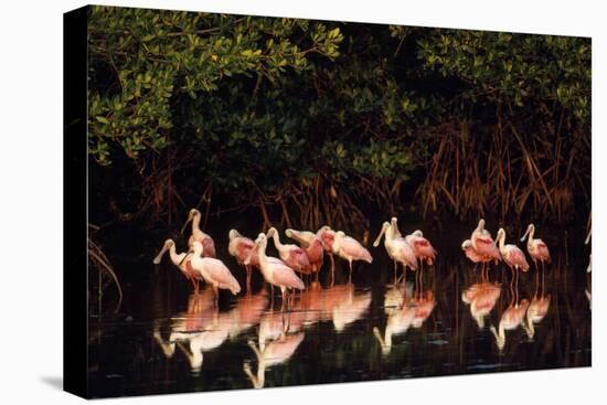 Roseate Spoonbill-null-Stretched Canvas