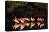 Roseate Spoonbill-null-Stretched Canvas
