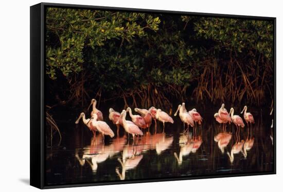 Roseate Spoonbill-null-Framed Stretched Canvas