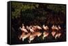 Roseate Spoonbill-null-Framed Stretched Canvas