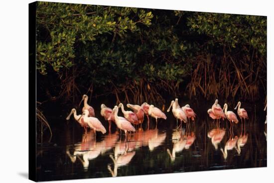 Roseate Spoonbill-null-Stretched Canvas